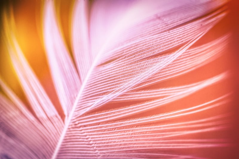 Feather